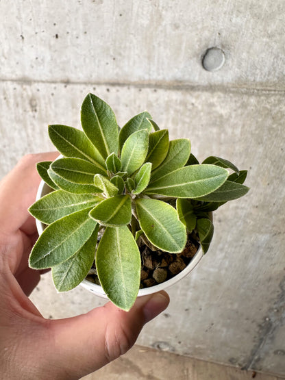 【現品限り】パキポディウム・ブレビカウレ 恵比寿笑い【H25】 Pachypodium brevicaule