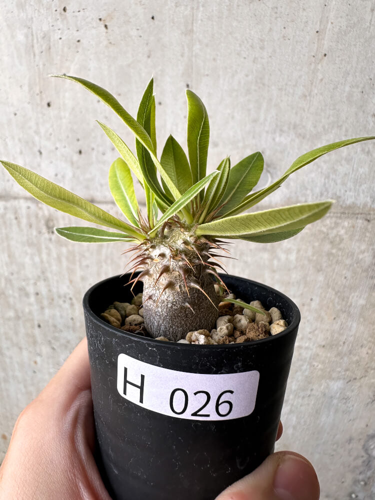 【現品限り】パキポディウム・マカイエンセ【H26】 Pachypodium makayense