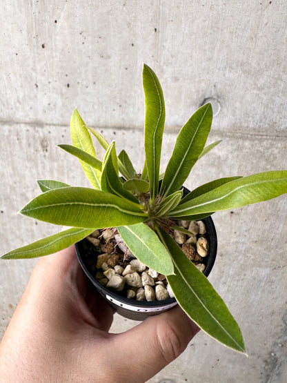 【現品限り】パキポディウム・マカイエンセ【H26】 Pachypodium makayense