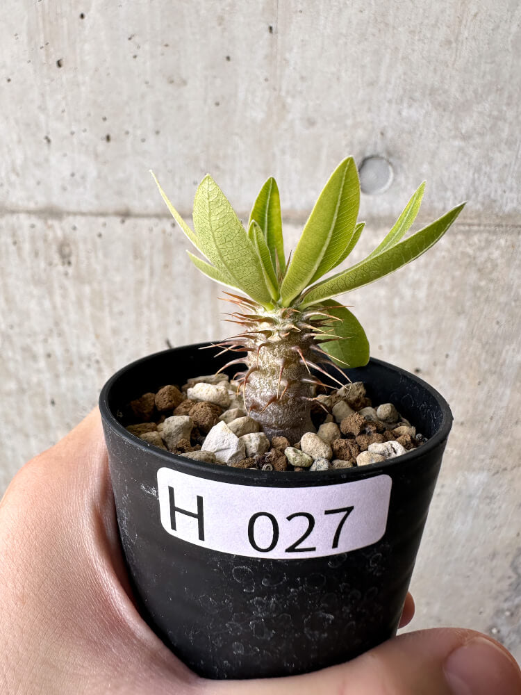 【現品限り】パキポディウム・マカイエンセ【H27】 Pachypodium makayense