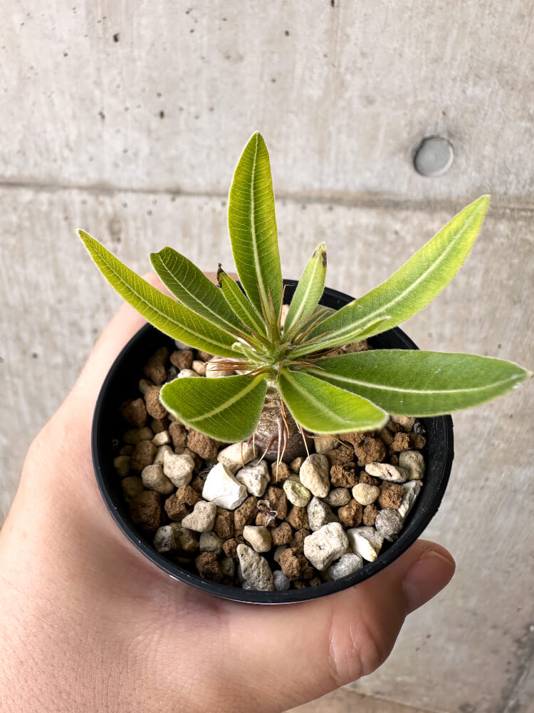 【現品限り】パキポディウム・マカイエンセ【H27】 Pachypodium makayense