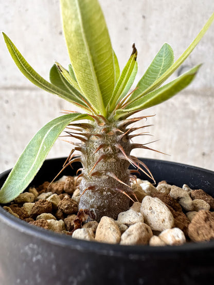 【現品限り】パキポディウム・マカイエンセ【H27】 Pachypodium makayense