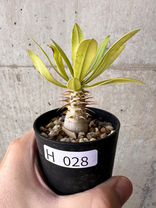 【現品限り】パキポディウム・マカイエンセ【H28】 Pachypodium makayense
