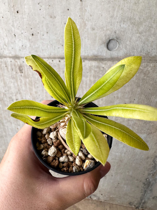 【現品限り】パキポディウム・マカイエンセ【H28】 Pachypodium makayense