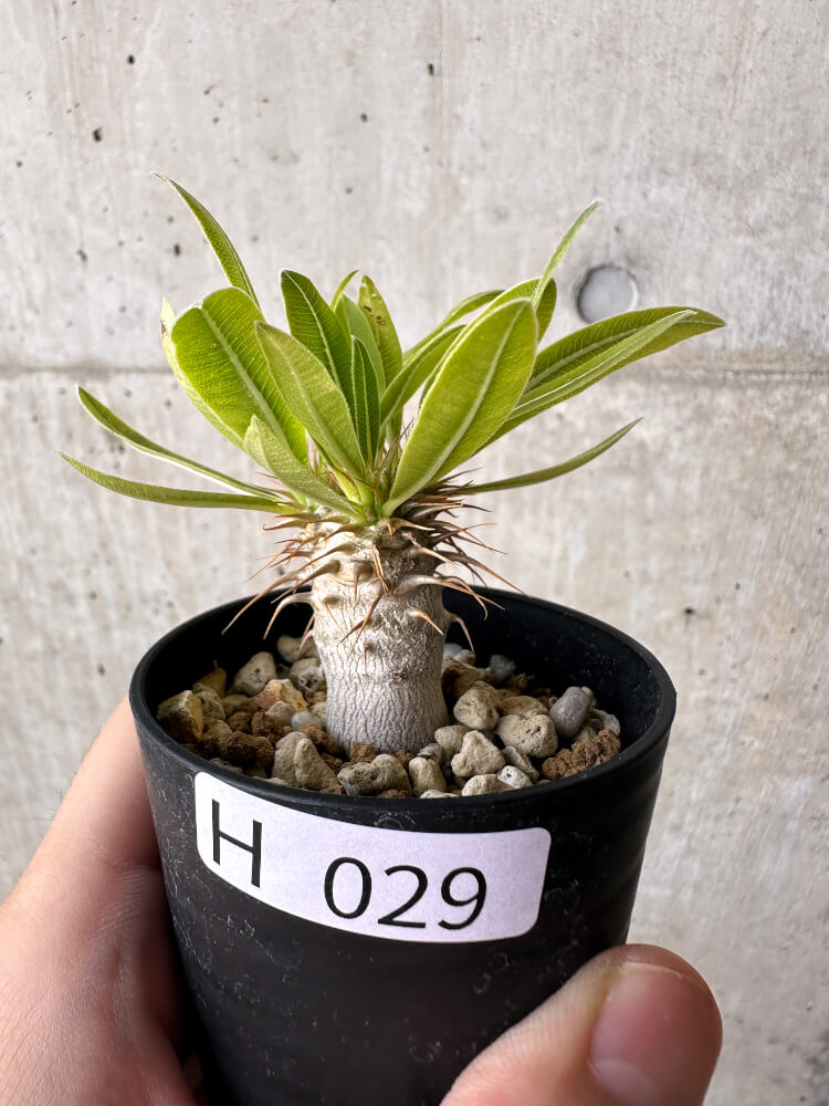 現品限り】パキポディウム・マカイエンセ【H29】 Pachypodium