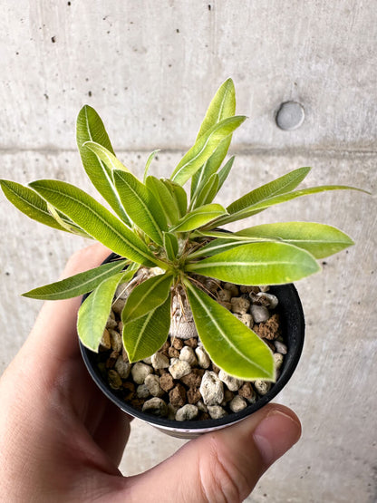 【現品限り】パキポディウム・マカイエンセ【H29】 Pachypodium makayense