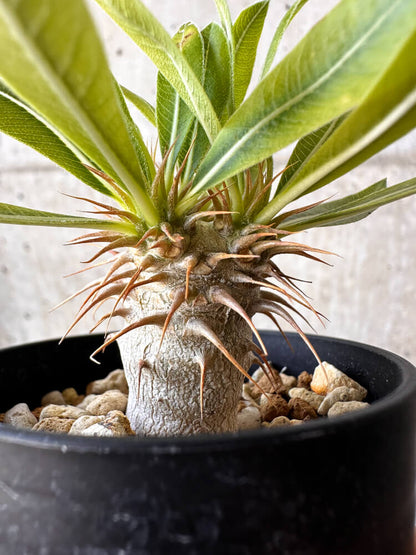 【現品限り】パキポディウム・マカイエンセ【H29】 Pachypodium makayense