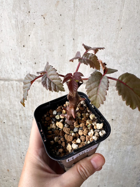 【現品限り】ベイセリア・メキシカーナ【H2】 Beiselia mexicana