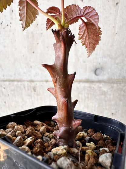 【現品限り】ベイセリア・メキシカーナ【H2】 Beiselia mexicana