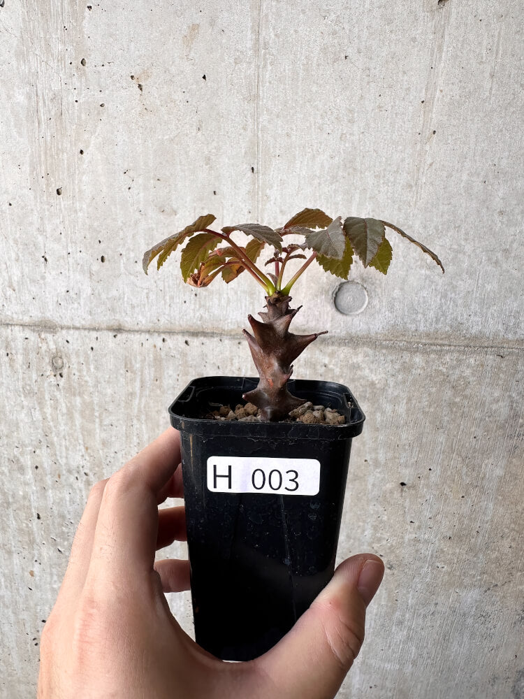 【現品限り】ベイセリア・メキシカーナ【H3】 Beiselia mexicana