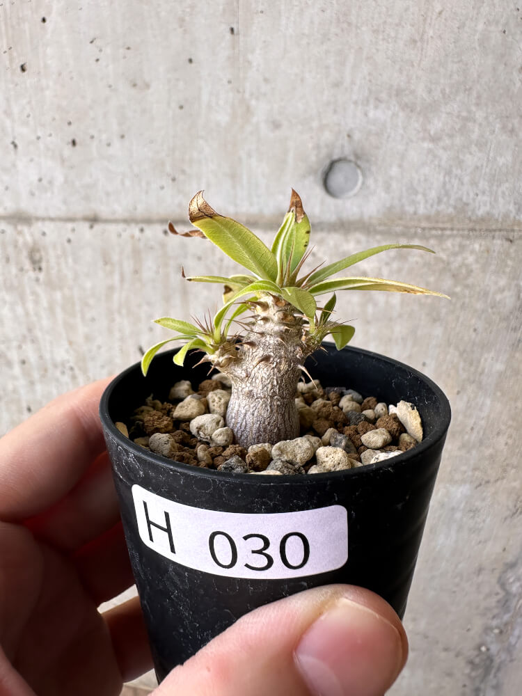【現品限り】パキポディウム・マカイエンセ【H30】 Pachypodium makayense