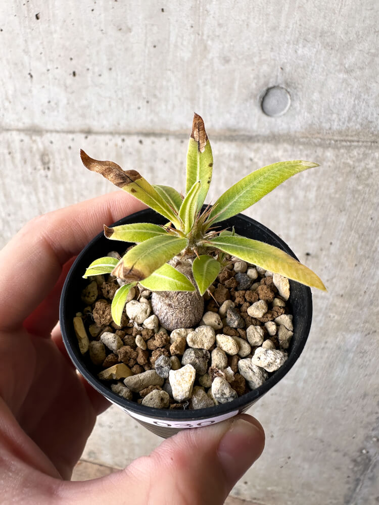 【現品限り】パキポディウム・マカイエンセ【H30】 Pachypodium makayense