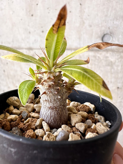 【現品限り】パキポディウム・マカイエンセ【H30】 Pachypodium makayense