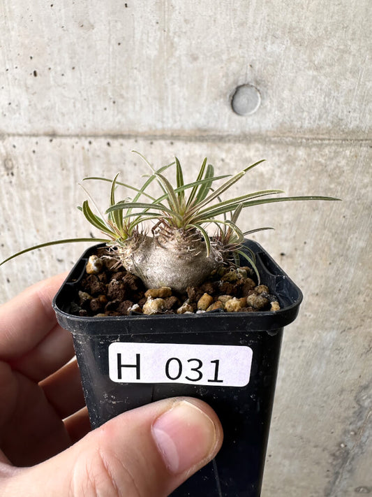 【現品限り】パキポディウム・グラキリス【H31】 Pachypodium gracilius