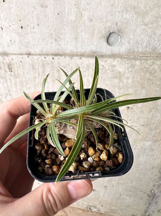 【現品限り】パキポディウム・グラキリス【H31】 Pachypodium gracilius