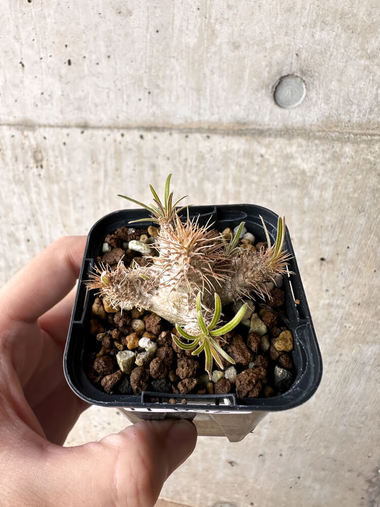 【現品限り】パキポディウム・グラキリス【H32】 Pachypodium gracilius