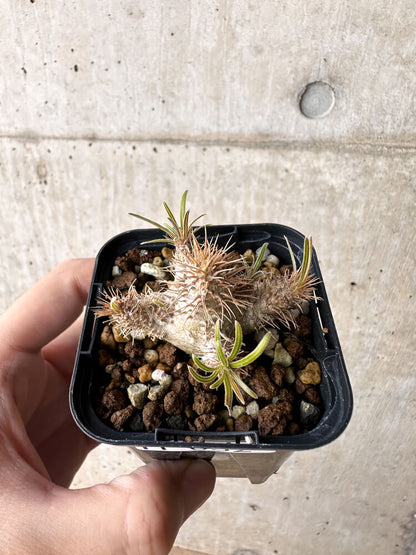 【現品限り】パキポディウム・グラキリス【H32】 Pachypodium gracilius