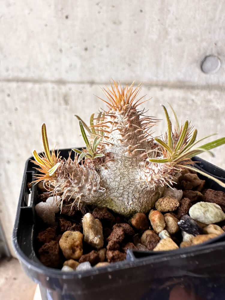 【現品限り】パキポディウム・グラキリス【H32】 Pachypodium gracilius