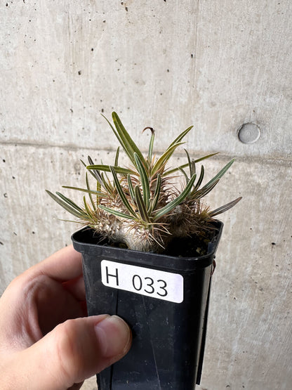 【現品限り】パキポディウム・グラキリス【H33】 Pachypodium gracilius