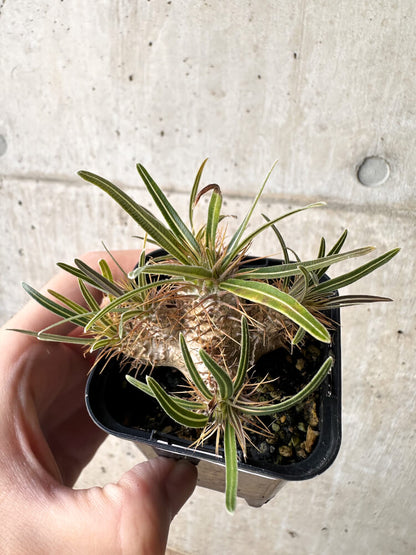 【現品限り】パキポディウム・グラキリス【H33】 Pachypodium gracilius