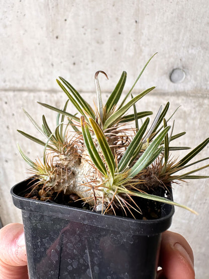 【現品限り】パキポディウム・グラキリス【H33】 Pachypodium gracilius