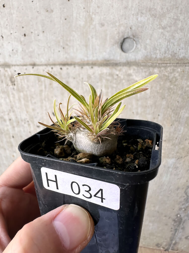 【現品限り】パキポディウム・グラキリス【H34】 Pachypodium gracilius