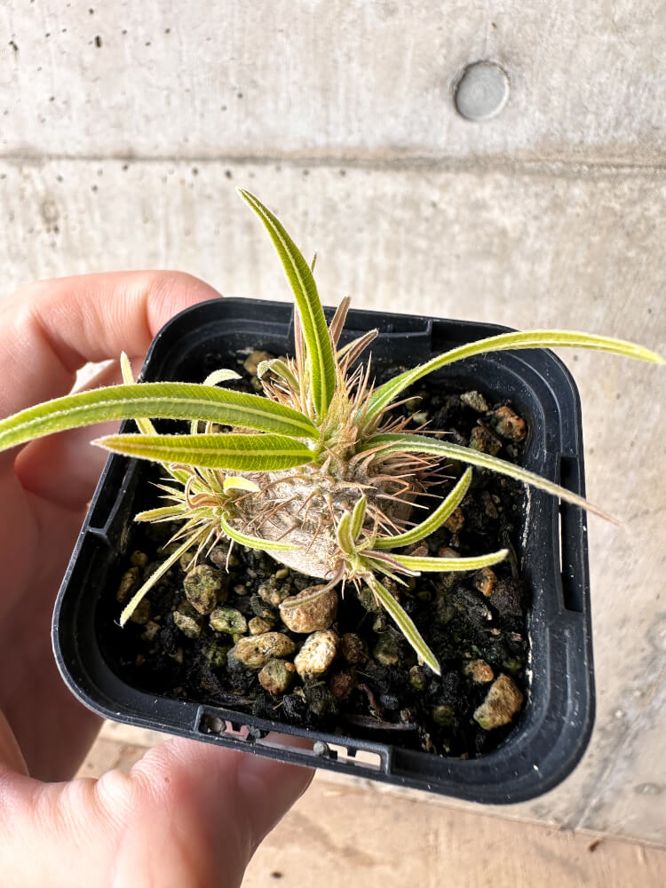 【現品限り】パキポディウム・グラキリス【H34】 Pachypodium gracilius