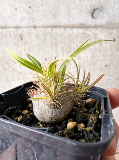 【現品限り】パキポディウム・グラキリス【H34】 Pachypodium gracilius