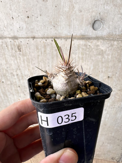 【現品限り】パキポディウム・グラキリス【H35】 Pachypodium gracilius