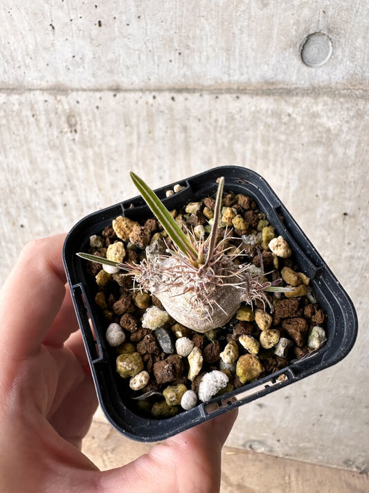 【現品限り】パキポディウム・グラキリス【H35】 Pachypodium gracilius