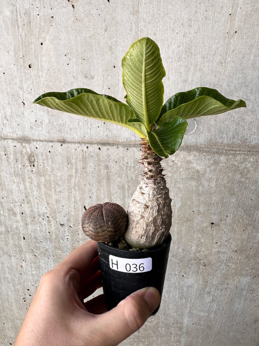 【現品限り】パキポディウム・ウィンゾリー オベサ付き【H36】 Pachypodium windsorii