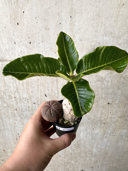 【現品限り】パキポディウム・ウィンゾリー オベサ付き【H36】 Pachypodium windsorii