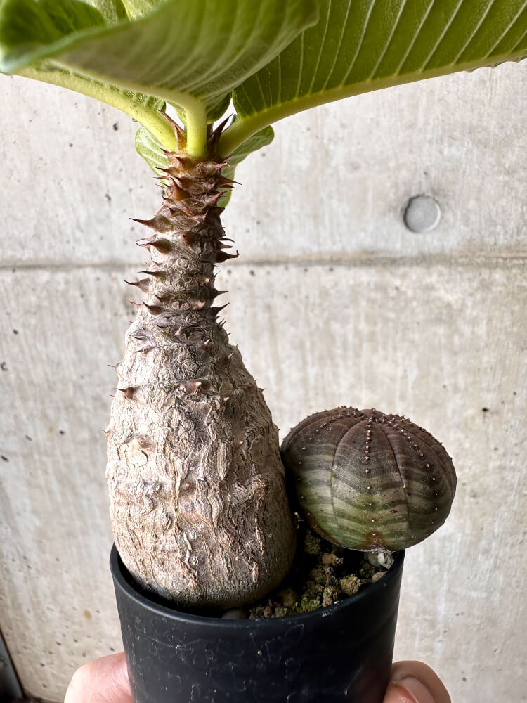 【現品限り】パキポディウム・ウィンゾリー オベサ付き【H36】 Pachypodium windsorii