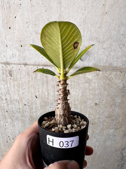 【現品限り】パキポディウム・ウィンゾリー【H37】 Pachypodium windsorii