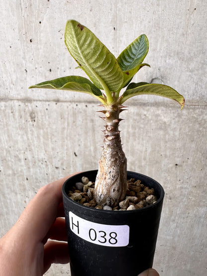 【現品限り】パキポディウム・ウィンゾリー【H38】 Pachypodium windsorii