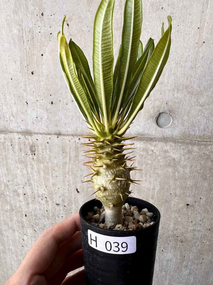 【現品限り】パキポディウム・アンボンゲンセ【H39】 Pachypodium ambongense