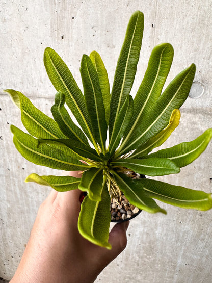 【現品限り】パキポディウム・アンボンゲンセ【H39】 Pachypodium ambongense