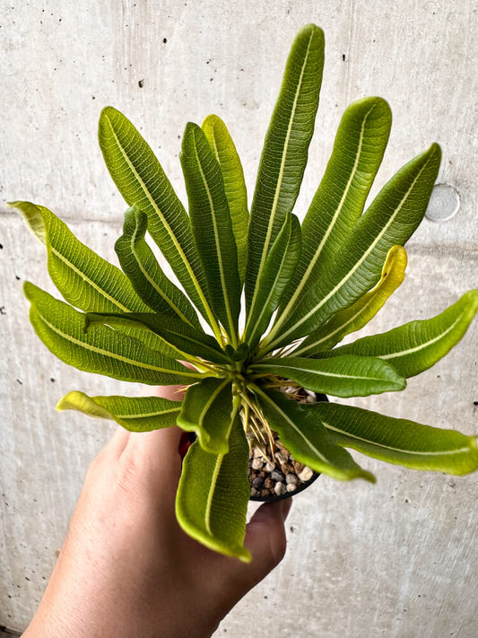 【現品限り】パキポディウム・アンボンゲンセ【H39】 Pachypodium ambongense