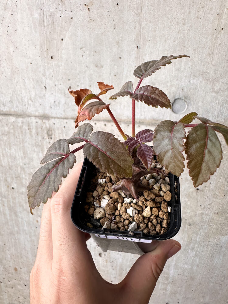 【現品限り】ベイセリア・メキシカーナ【H3】 Beiselia mexicana