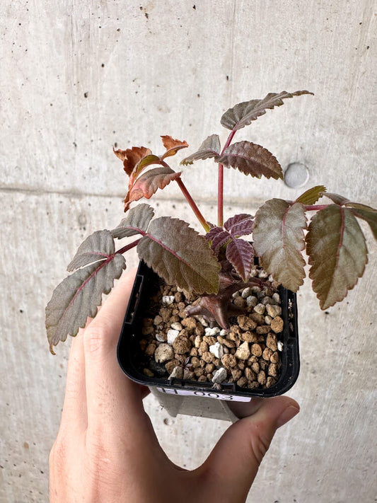 【現品限り】ベイセリア・メキシカーナ【H3】 Beiselia mexicana