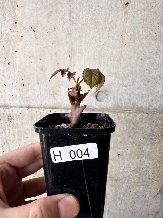 【現品限り】ベイセリア・メキシカーナ【H4】 Beiselia mexicana