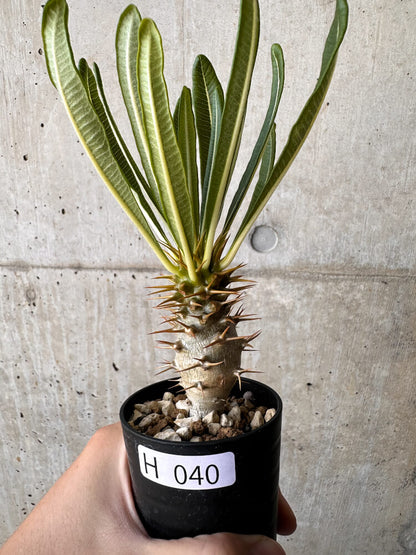 【現品限り】パキポディウム・アンボンゲンセ【H40】 Pachypodium ambongense