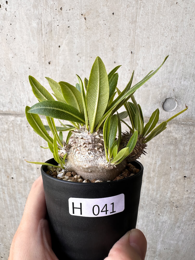 【現品限り】パキポディウム・恵比寿大黒 デンシカウレ【H41】 Pachypodium Densicaule