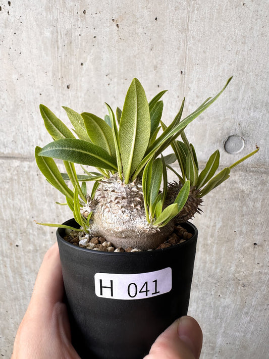 【現品限り】パキポディウム・恵比寿大黒 デンシカウレ【H41】 Pachypodium Densicaule