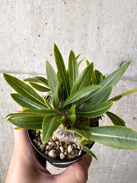 【現品限り】パキポディウム・恵比寿大黒 デンシカウレ【H41】 Pachypodium Densicaule