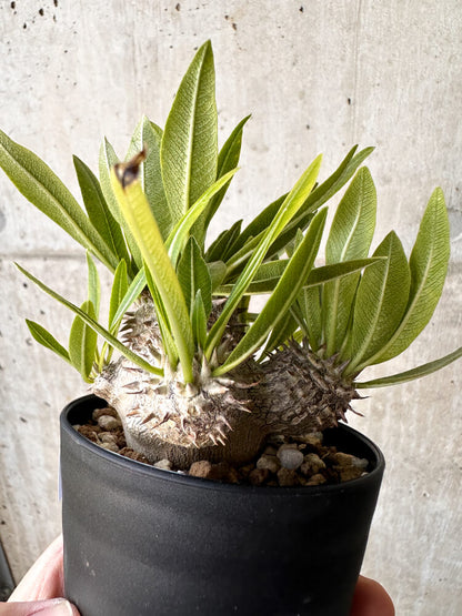【現品限り】パキポディウム・恵比寿大黒 デンシカウレ【H41】 Pachypodium Densicaule