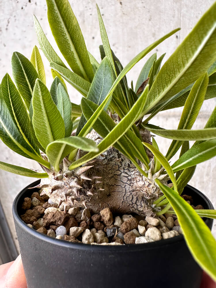 【現品限り】パキポディウム・恵比寿大黒 デンシカウレ【H41】 Pachypodium Densicaule