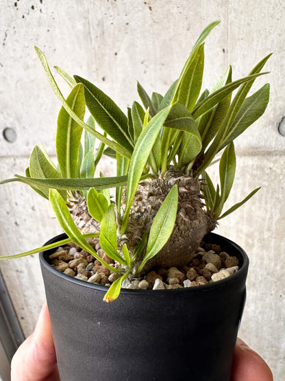 【現品限り】パキポディウム・恵比寿大黒 デンシカウレ【H41】 Pachypodium Densicaule