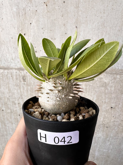 【現品限り】パキポディウム・恵比寿大黒 デンシカウレ【H42】 Pachypodium Densicaule