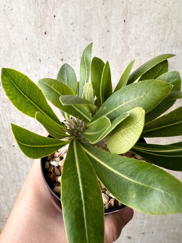 【現品限り】パキポディウム・恵比寿大黒 デンシカウレ【H42】 Pachypodium Densicaule